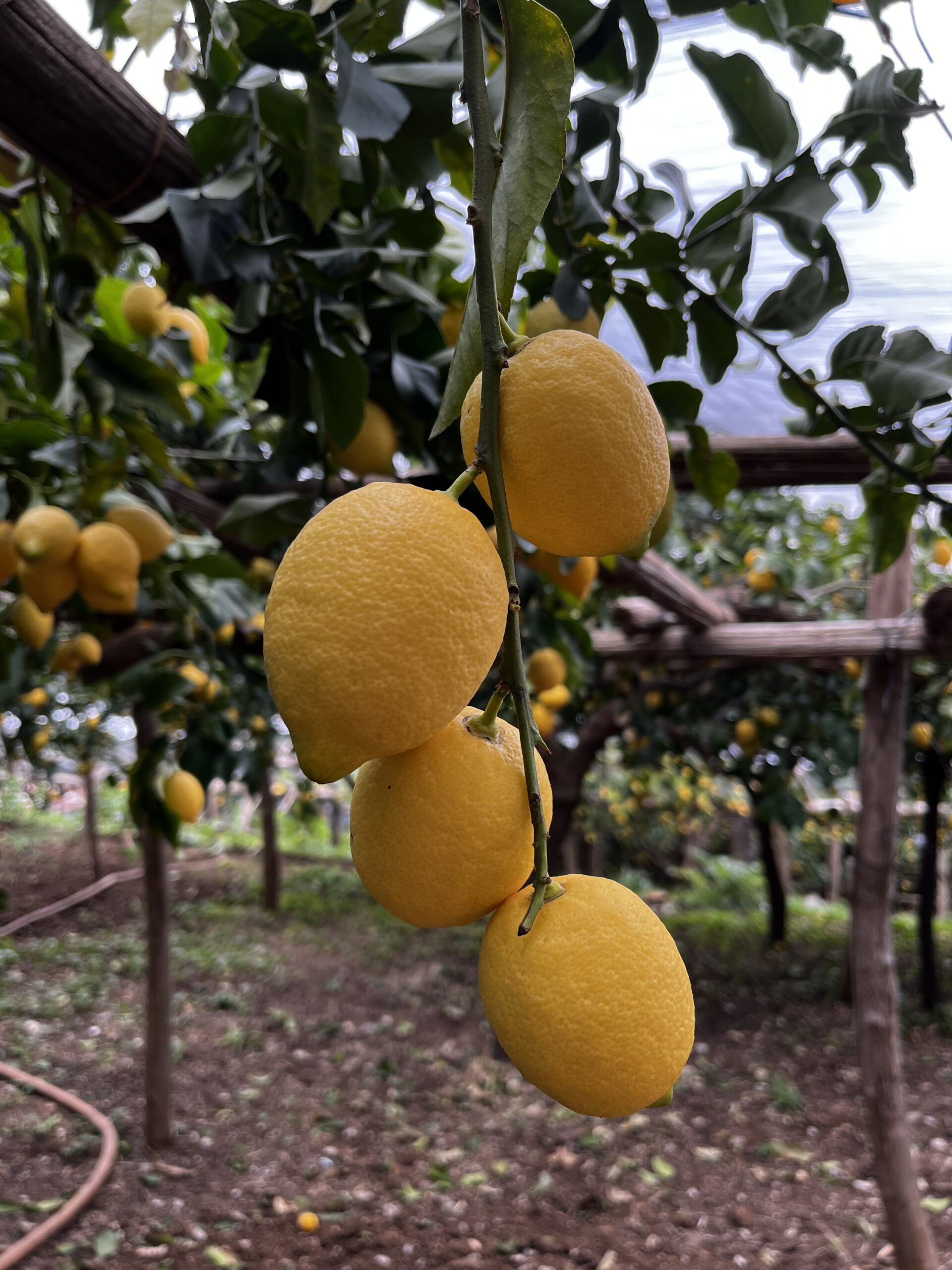 Scenic pathway through a lemon grove along the 'Path of the Lemons' between Maiori and Minori. The vibrant yellow citrus trees line the trail, offering a fragrant and visually stunning experience along the Amalfi Coast.
